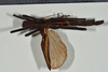 CollectionObject 1561461; 1d77f75d-7c03-42e0-8087-c393aa10e6dc: copyright USNM, Washington. (CollectionObject).