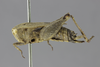 CollectionObject 1523043; 05a12849-ed56-48c7-bcb0-34b65444f74b: female, lateral view (holotype). (CollectionObject).