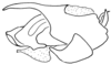 Aleuas vitticollis Stål, 1878: Fig. 34A. phallic complex without epiphallus, lateral view. (Otu).