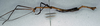 CollectionObject 1559199; 35dea60f-af14-4fbf-83cf-6c6b865040db: copyright NMW. male, lateral view (lectotype). (CollectionObject).