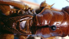 CollectionObject 1522607; f2f7a102-fc5b-44f6-9991-3d17167531bf: male pronotum and tegmina, dorsal view (holotype). (CollectionObject).