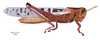 Schistocerca piceifrons piceifrons (Walker, 1870): male, lateral view. (Otu).