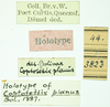 CollectionObject 1585757; f85005fa-11ab-4531-9984-2d37cfb51a82: labels (syntype). (CollectionObject).