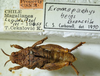 CollectionObject 1498703; ba0b4d5c-9422-4f32-9e56-630015aec536: male with labels. (CollectionObject).