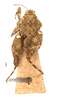 CollectionObject 1567895; 7bc0a92b-8561-488b-9b9d-04b891988bf1: male, dorsal view (lectotype). (CollectionObject).