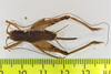CollectionObject 1583437; 76c46bb3-cd92-42e1-8ac3-982d0c2c6c54: female, dorsal view (paratype). (CollectionObject).