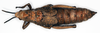CollectionObject 1535540; cfaabfa4-d368-463e-a581-d4111bb38fe6: female, dorsal view (holotype of Petasia oberthuri). (CollectionObject).