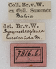 CollectionObject 1532288; NMW 7816 b, 64e9a426-ea82-4f5d-9ec4-bc3bdb8511ab: labels (holotype). (CollectionObject).