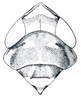 Head: Scaphoideus immistus, head, pronotum, and mesonotum, dorsally. (Observation).