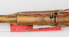 CollectionObject 1558820; ba524a32-7d70-4ae0-b212-f54c1dea57c8: copyright NMW, Vienna. female: mid-thorax, dorsal view (paralectotype). (CollectionObject).;CollectionObject 1558821; f1f8a63a-23b8-4de7-9d52-9662ab0e6060: copyright NMW, Vienna. female: mid-thorax, dorsal view (paralectotype). (CollectionObject).