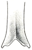 Inscudderia taxodii Caudell, 1921: Pl. XI, Fig. 9. male, tip of subgenital plate, ventral view (usual appearance). (Otu).