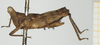 CollectionObject 1517899; 7677c091-c816-47b5-a24a-f7b0e4dc05ab, NHMUK10924426: female, lateral view (holotype). (CollectionObject).