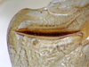 CollectionObject 1505669; e28bcb11-7e21-42cc-8942-6a6c130ea64a: male, stridulatory file (syntype of Ruspolia brevipennis). (CollectionObject).