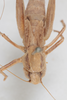 CollectionObject 1475709; bced1609-a909-4c85-a40e-1e5e2a1ef9df: Female, pronotum, dorsal view (syntype). (CollectionObject).