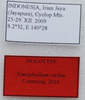 Acentetaphyllium stellae (Cumming, 2016): copyright SDNHM, San Diego. male (holotype): data labels. (Otu).