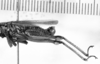 CollectionObject 1533420; 0cd5b85f-edd9-4030-8c46-2a7c41240ec9: Image Carbonell, C.S. male, lateral view (lectotype of Hesperotettix meridionalis). (CollectionObject).
