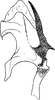 Aedeagus, lateral view on Cechenotettix martini (Lethierry, 1883): Aedeagus, lateral view. (Observation).
