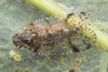 Live specimen: !! display not done !! on Cixius (Cixius) nervosus (Linnaeus, 1758): (Observation).