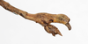 CollectionObject 1561480; 75e3de03-9f05-4be1-b4c7-e8a173e8faf7: copyright MHNG Geneva. male: end of abdomen, lateral view (syntype). (CollectionObject).
