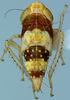 Nymph on Discolopeus arctus Stiller, 2019: Nymph, early instar. (Observation).