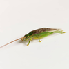 CollectionObject 1584024; 5b1a14dc-72c1-456a-ad64-ba30a260a5d4: male. (CollectionObject).
