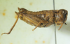 CollectionObject 1498696; ec7d2af6-3299-40ae-85ba-88e5a1f50736: female, lateral view. (CollectionObject).