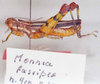Monneacris fascipes Amédégnato & Descamps, 1979: Image Carbonell, C.S. male, lateral view (holotype?). (Otu).