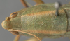 CollectionObject 1505696; f71099c5-ebd6-438a-aaf7-1ff8b05dcbe2: female pronotum, dorsal view (holotype). (CollectionObject).