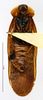CollectionObject 1587141; MNHN(SF IMPORT DUPLICATE) MNHN-EP-EP1001, c16a6f6b-72c9-4ceb-965e-f128bb9984bd: CC BY-NC-ND 4.0/MNHN - Depraetere Marion - 2014. Non type, male. Specimen number: MNHN-EP-EP1001. http://coldb.mnhn.fr/catalognumber/mnhn/ep/ep1001. (CollectionObject).