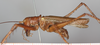CollectionObject 1564228; NMW 7899, 863140a2-32b2-4ad8-9705-fa18ea48282c: male, lateral view. (CollectionObject).