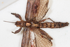 CollectionObject 1561349; cf80abfd-d8b1-4d7d-8b35-996b3b8dea81: copyright MHNG, Geneva. female, ventral view (holotype). (CollectionObject).