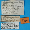 labels (holotype of Cophogryllus kuhlgatzi). Depicts CollectionObject 1500752; ea706ec7-b8ad-4565-a01c-be86d8a761d7, a CollectionObject.