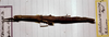 CollectionObject 1559462; b5fc7891-bd25-4de0-8d30-cc503ce34646: copyright MHNG Geneva. female (holotype). (CollectionObject).