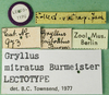 CollectionObject 1500746; cbcd349f-256a-4724-a8bb-66c589c346cd: labels (lectotype). (CollectionObject).