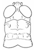 Eusitalces vittatus Bruner, 1911: head and pronotum, dorsal view. (Otu).