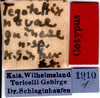 CollectionObject 1505106; 905d5fad-fd6c-4b73-b9f8-baa3bcd63a7b: labels (lectotype). (CollectionObject).
