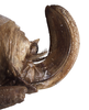 CollectionObject 1542258; INBio CRI000259352, 44dd512d-b8c0-477d-98c8-28ea6da1d25d: female, ovipositor, lateral view (specimen from Costa Rica). (CollectionObject).