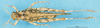 CollectionObject 1537529; 96dde1f5-34d5-4dd6-8194-83642dce2d90: female, dorsal view (syntype). (CollectionObject).