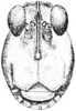 Fig. 29. male, head, facial view. Depicts Tetrix subulata (Linnaeus, 1758), an Otu.