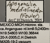 Other: !! display not done !! on Apogonalia mediolineata (Fowler, 1899): Labels - Color variation. (Observation).