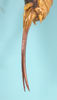 CollectionObject 1542920; 11d8cfa1-dc55-42e8-9fe8-666f844e2483: female, ovipositor latero ventral view (allotype of Cerberodon cuiabensis). (CollectionObject).