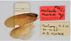 CollectionObject 1618738; 20c8a76f-2c81-44f1-b899-6675035b2f65: (CollectionObject).