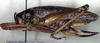 Mystron flavospinus Montealegre-Z. & Morris, 1999: female, lateral view (paratype). (Otu).
