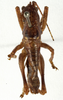 CollectionObject 1529604; 8e7a18f8-de4b-430b-9ae8-31db43098ddd: male, dorsal view (syntype of Anthracites kilimandjaricus). (CollectionObject).