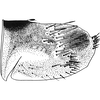 Pygofer, lateral view: !! display not done !! on Allygus mixtus (Fabricius, 1794): Pygofer, lateral view. (Observation).