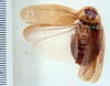 Anchoblatta signifera (Scudder, 1875): Photo by Heidi Hopkins. dorsal habitus. (Otu).
