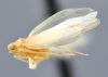 Habitus, lateral view on Edwardsiana frigida (Hamilton, 1983) now Edwardsiana tersa (Edwards, 1914): (Observation).