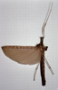 CollectionObject 1559697; 4c163b30-9abb-419d-9c40-f69c21247dfe: copyright MHNG Geneva. female (holotype). (CollectionObject).