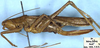CollectionObject 1516741; 81b06898-422a-4fb3-9f8a-856b08feb916: female, lateral view (holotype). (CollectionObject).