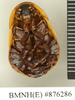 CollectionObject 1572943; 5a0dc811-4625-46bc-b375-377e87c98214: Copyright Natural History Museum, London. Non-type (adult female) in BM(NH). Ventral view. (CollectionObject).